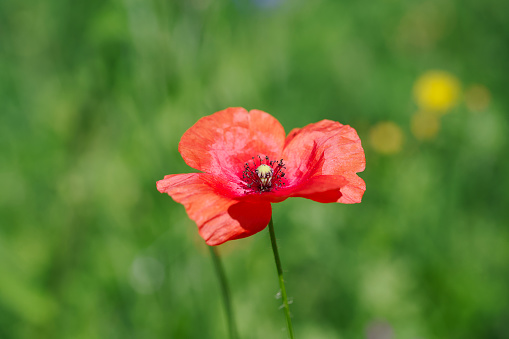 Poppy field on hills and orange sky