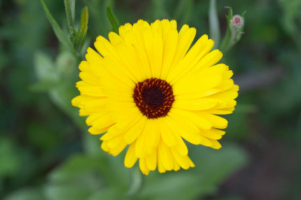istock yellow flower in the garden 1545757289