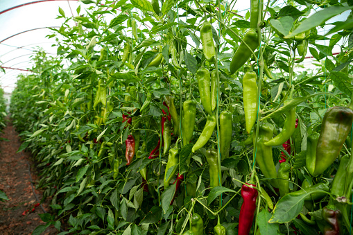 Organic Red chili peppers and green chilli in vegetable greenhouse