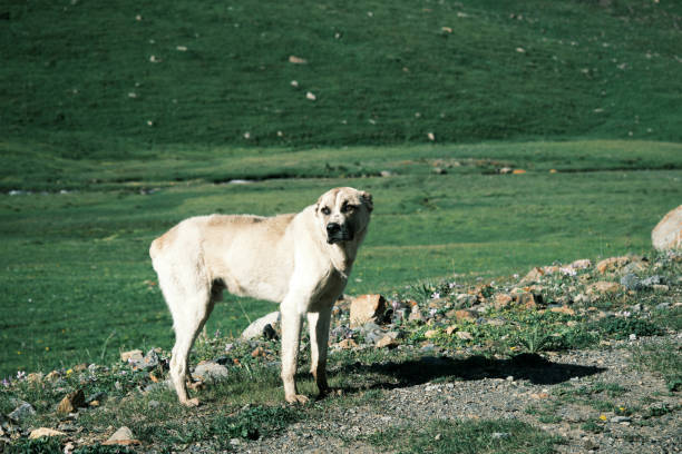Shepherd's dog in mountain valley