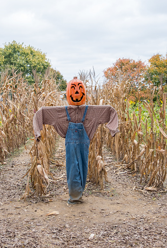 Halloween pumpkin scarecrow guarding fields of maize in Tennessee, USA.