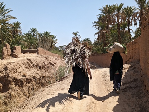 Two Berber women carrying agriculture goods on a path in the Draa valley, palm groves surrounding the hiking path, Morocco