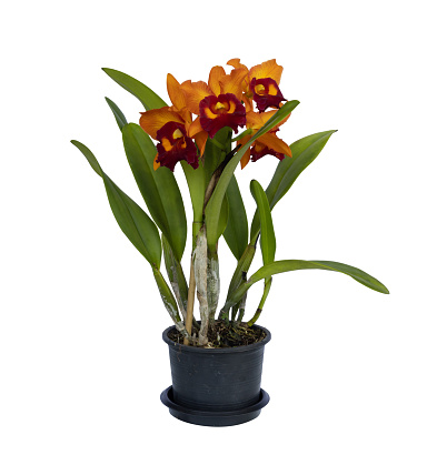 Orange cattleya orchid plant with full bloom flower in pot isolated on white background for decoration and design