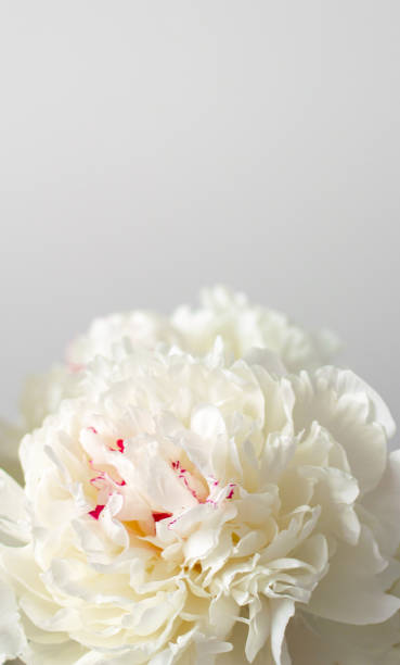 istock peonies white flowers in a vase, lush, on a gray background 1545764907