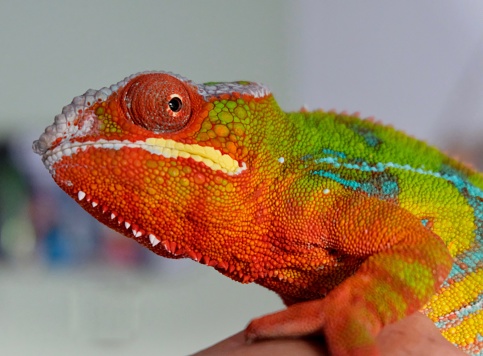 Close-up of a colorful chameleon on a tree. Although it seems easily visible, vivid colors provide him an excellent camouflage in a tropical forest. (shallow DOF)