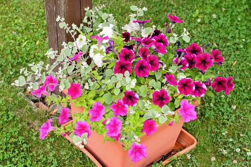 Varieties of petunia, surfinia flowers in the pot