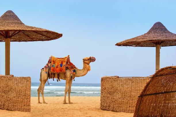Idyllic beach with camel and sun umbrelas, Red Sea, Egypt
