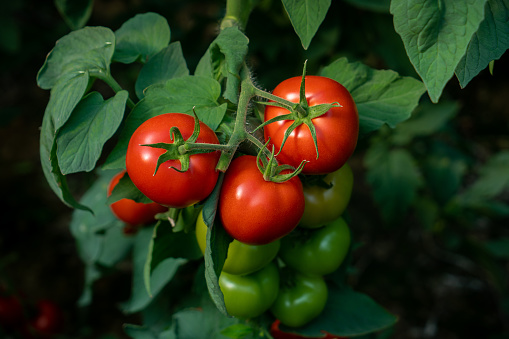 Indeterminate (cordon) tomato vine plants growing outside in an English garden, UK