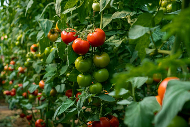 istock Tomatoes growing in greenhouse 1545796119