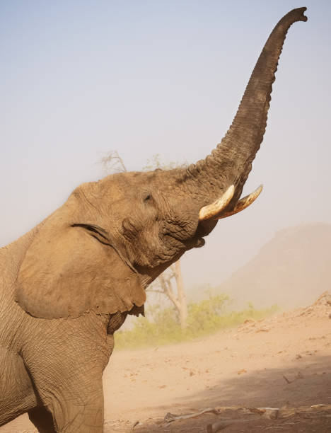 Gathering of wildlife at a waterhole