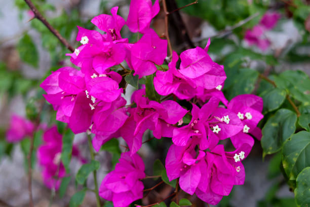 istock Beautiful bougainvillea flower 1545798902