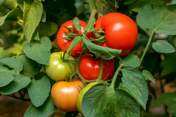 istock Tomatoes growing in greenhouse 1545799928