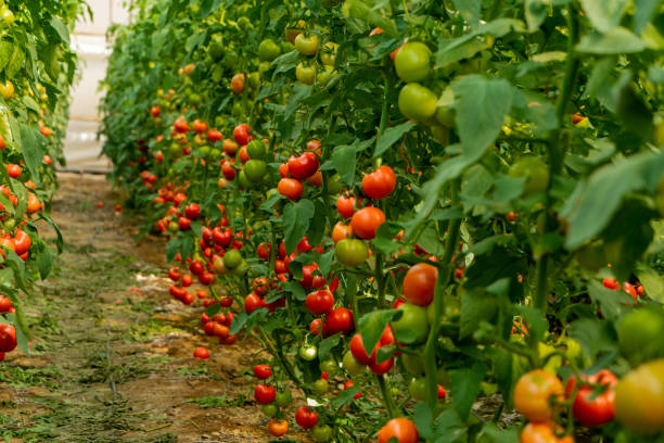 istock Organic tomato greenhouse 1545800111