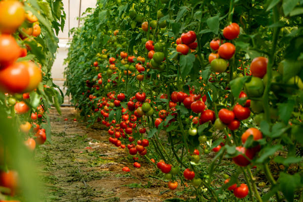 istock Organic tomato greenhouse 1545800237