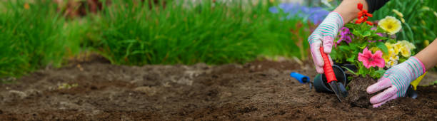 istock Plant flowers in the garden. Selective focus. 1545800387