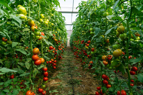 istock Organic tomato greenhouse 1545800419