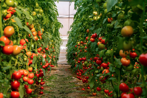 istock Organic tomato greenhouse 1545800472