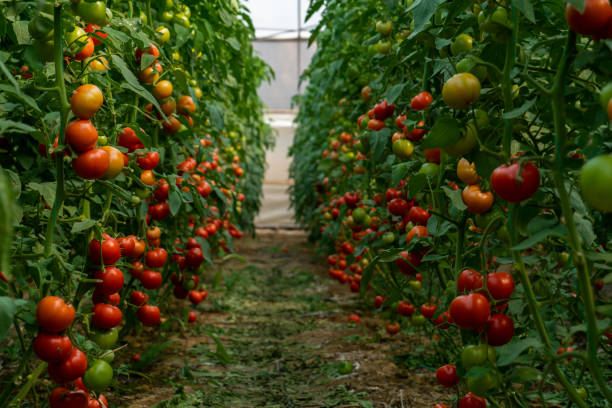 istock Organic tomato greenhouse 1545800514
