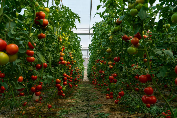 istock Organic tomato greenhouse 1545800590