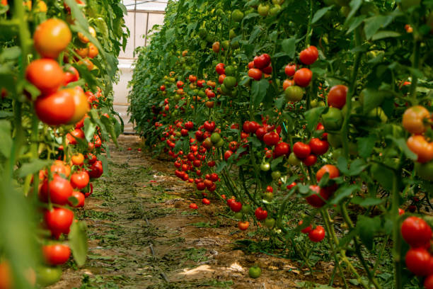 ekologiczna szklarnia pomidorów - planting tomato vegetable garden vegetable zdjęcia i obrazy z banku zdjęć