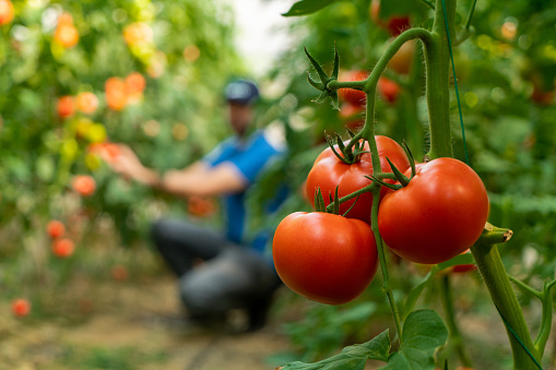 Farmer working in organic tomato greenhouse, Close up ,