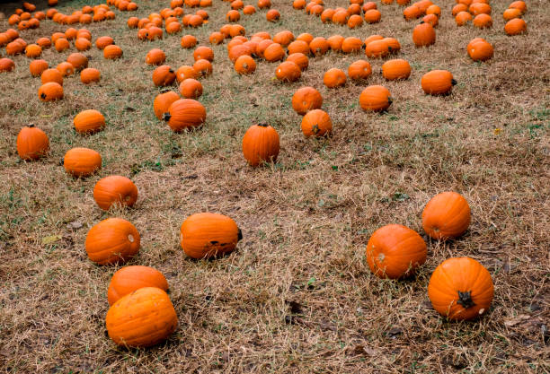istock Pumpkin Patch At Waldens Pumpkin Farm, Tennessee 1545801819
