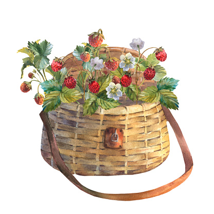 Watercolor illustration of wild strawberries in a wicker basket bag, isolated on a white background.