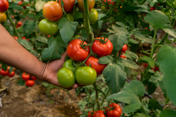 istock Farmer working in organic tomato greenhouse, Close up , 1545801996