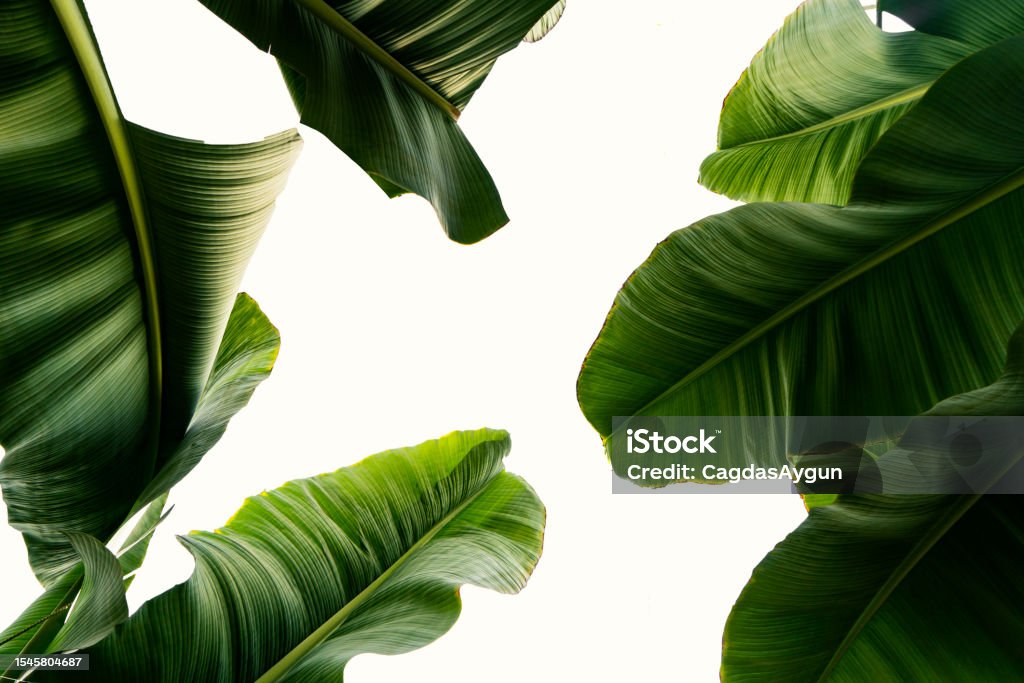 Abstract tropical banana green leaf texture, nature background, tropical leaf Banana Stock Photo