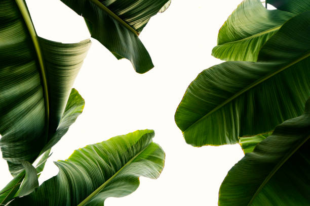 textura abstrata da folha verde da bananeira tropical, fundo da natureza, folha tropical - árvore tropical - fotografias e filmes do acervo