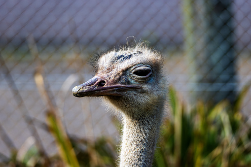close up of the head of a Red-necked Ostrich (Struthio camelus camelus)