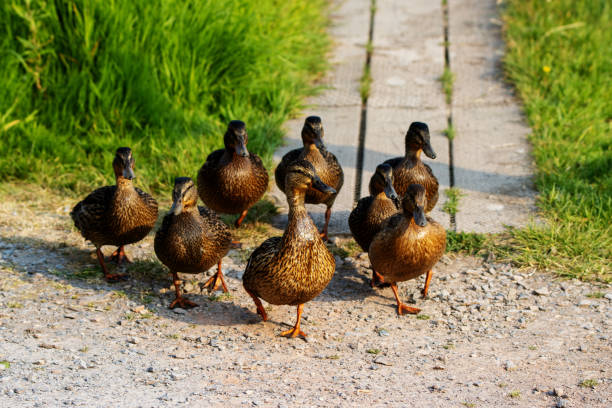 istock Mallard or wild duck (Anas platyrhynchos) 1545813861