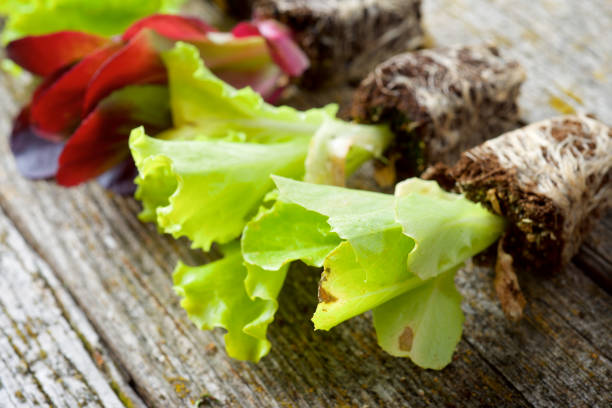 Seedlings of lettuce in tray box. isolated white background.