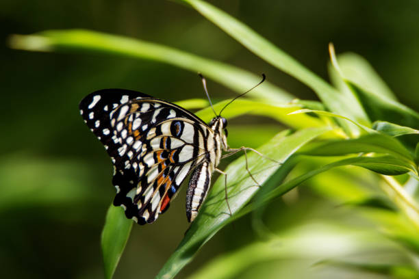 mariposa lima o limón o cola de golondrina a cuadros (papilio demoleus) - lime butterfly fotografías e imágenes de stock