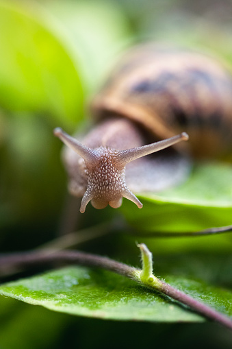 Garden snail among the leaves, Macro photo