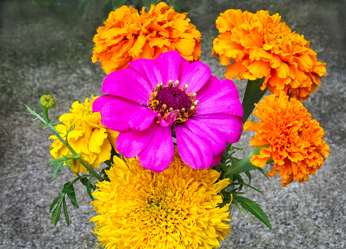 Vibrant collection of marigolds and a zinnia.