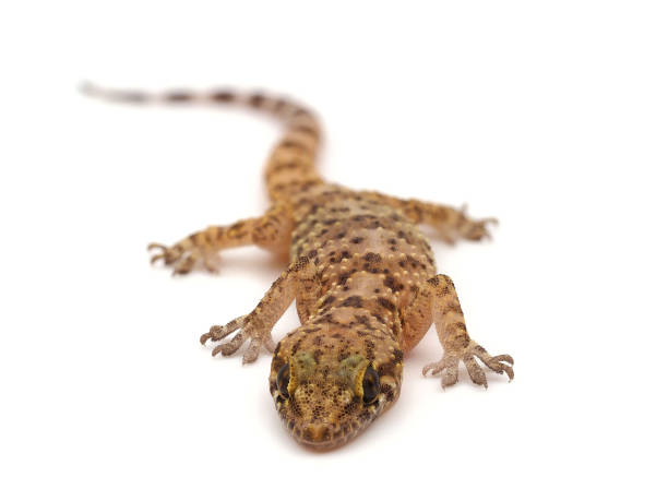 istock Mediterranean house gecko isolated on white background, Hemidactylus turcicus 1545831602
