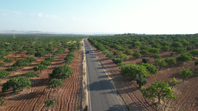 Orchard of Ripening Pistachio Nuts in Summer