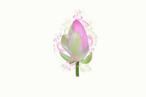 Lotus flower with splashes of color