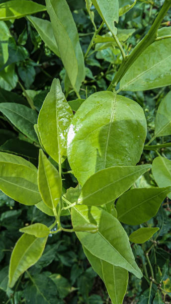 istock orange leaves in the garden 1545850692