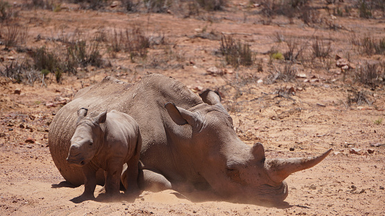 White rhino and calf sleeping in mud and sun South Africa African big five endanger animal