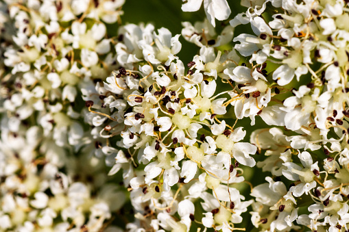 a white flower of an Apiaceae or Umbelliferae wildflower species