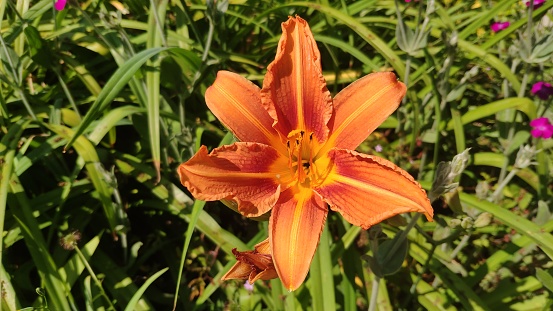 Lily - Lilium Asiatic Tiny Bee - in a flower garden.  Focus on the stamen.