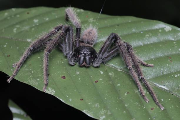 istock Spider of borneo sabah malaysia 1545861273