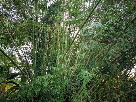 A bunch of tall bamboo tree trunks