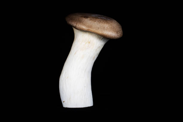 istock king trumpet oyster mushroom (Pleurotus eryngii) 1545889087