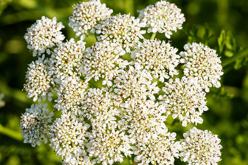 Close up of a flower head of the invasive Queen Anne's Lace flower growing in profusion in a Cape Cod meadow.