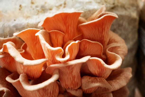 istock pink oyster mushroom (Pleurotus djamor) 1545894492