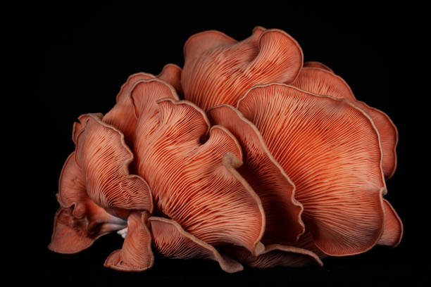 istock pink oyster mushroom (Pleurotus djamor) 1545908485