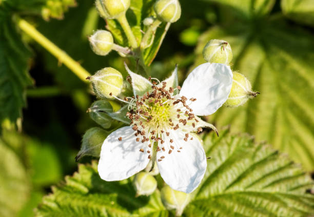 white flower of a Bramble (Rubus fruticosus) or Blackberry with a natural green background